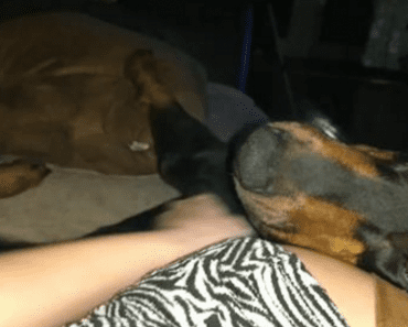 Needy Doberman Demands To Be Scratched