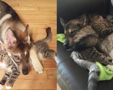 Husky Rescued Her Favorite Kitten From The Shelter