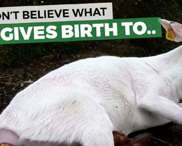 Mama Doe Gives Birth To Albino Baby Deer