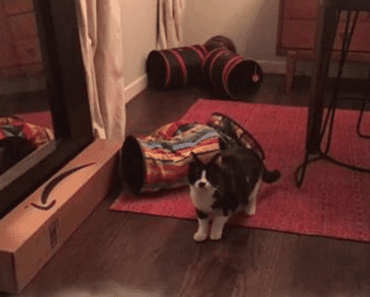 Ninja Kitten Pulls Off Disappearing Act