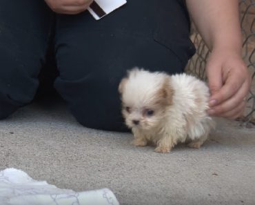 It Is Just Too Adorable When This Puppy Meets His New Best Friend