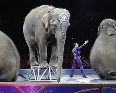 Ringling Bros. And Barnum & Bailey Circus To Shut Down After 146 Years