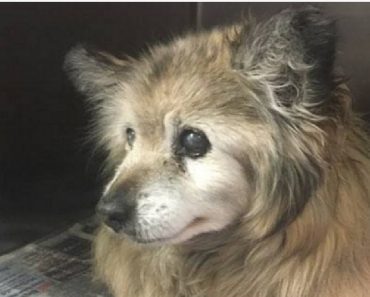 Woman Sees Facebook Pic Of Sad Senior Dog And Drops Everything To Save Him