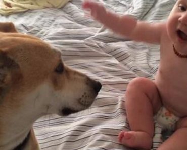 Baby Thrilled To Receive Kisses From Doggy Friend