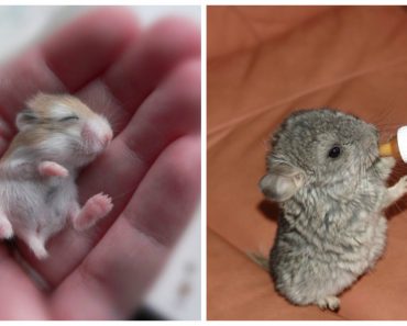 Baby Animal Photos That Will Melt Your Heart