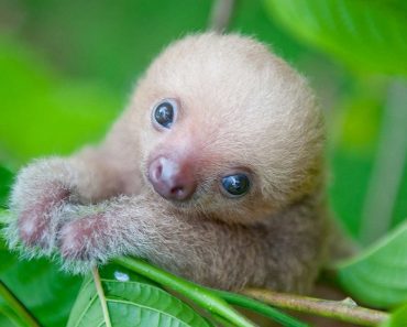 Baby Sloth Institute In Costa Rica Cares For Orphaned Babies