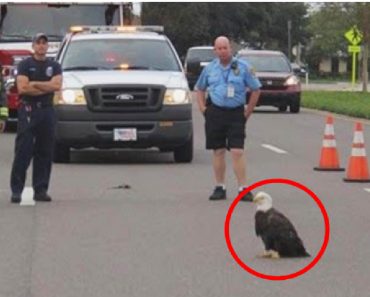 Bald Eagle Refuses To Move Off Of Road, Officers Realize Why Once They Approach Him…
