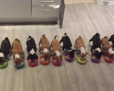 14 Basenji Puppies Enjoy A Meal