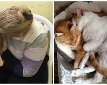 Woman Adopts 16 Year-Old Cat And His Senior Friend