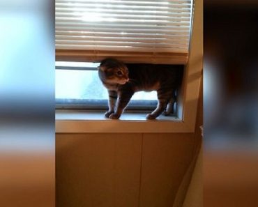 13 Cats Who Forgot How To Cat