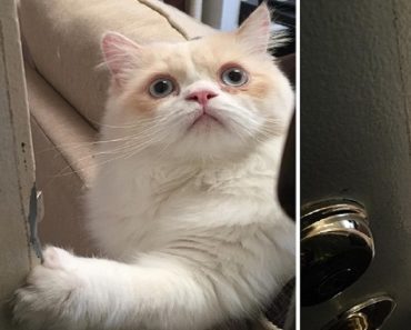Owner Leaves For Work And His Cat Makes The Cutest Face…