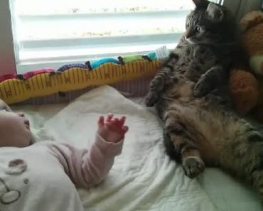 Confused Cat Not Sure How To Handle Baby
