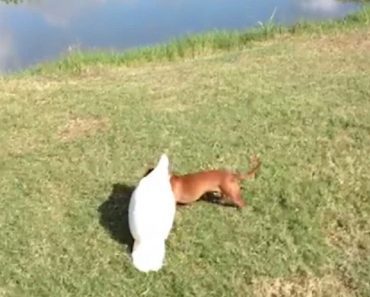 Adorable Dachshund Finds Unusual Playmate