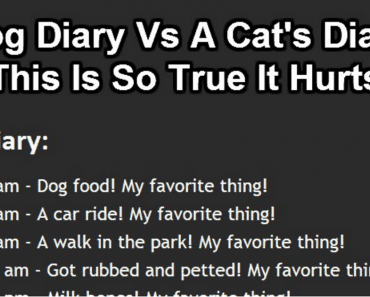Dog Diary Comparison Vs. Cat Diary. Who Said Cats Are Evil?