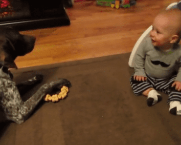 Dog Barks On Command, Sends Baby Into Giggle Fit