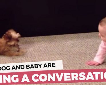 Dog And Baby Have A Full-On Conversation!