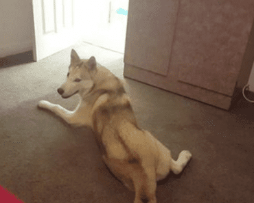 Husky Refuses To Take Shower, Vocally Argues With Owner