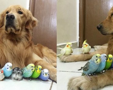 The World’s Friendliest Dog Loves To Cuddle With 8 Birds And A Hamster