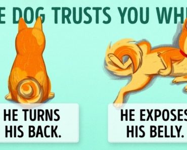 Simple Illustrations That Will Help You To Understand Your Dog