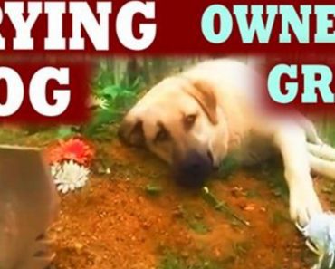 Dog Is Crying At His Owner’s Grave Every Day