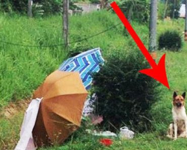 Loyal Dog Was Dumped And Waits Months For His Owner to Return
