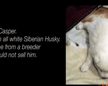 Siberian Husky Pup Scheduled For Euthanasia For Being Born Like This