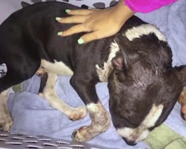 Dog Who Suffered Life-Threatening Wounds, Makes A Miraculous Recovery