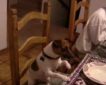 Pup Joins The Mealtime Prayer