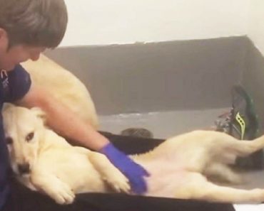 Watch What Happens When These Dogs Are Shown Love For The Very First Time