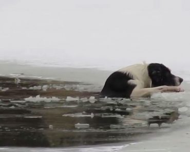 Hero Risked His Life Rescuing A Dog Who Fell Through Thin Ice