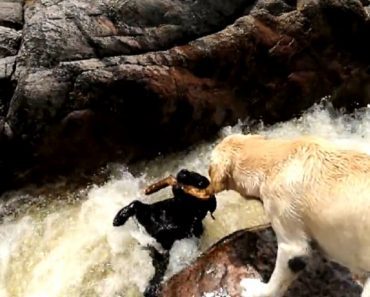 Dog Saves Friend from Drowning