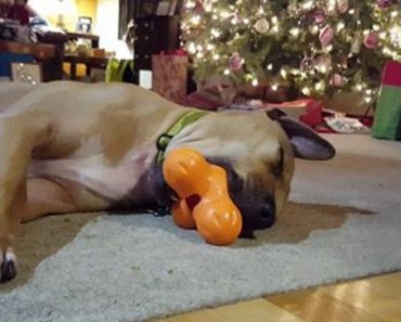 Dog Falls Asleep While Playing With Christmas Toy