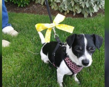 What It Means When A Dog Has A Yellow Ribbon On Their Leash