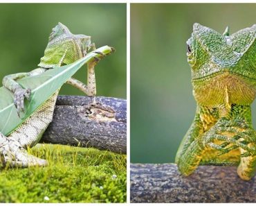 Photographer Captures Dragon Lizard Holding A Leaf Like A Guitar