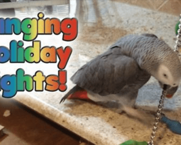 Parrot Works Hard To Install Christmas Lights