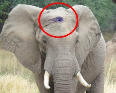 Gentle Elephant Was Shot In The Head, What He Does To Get Help Is Astounding…