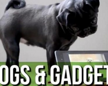 This Hilarious Dogs & Gadgets Compilation Will Brighten Your Day!