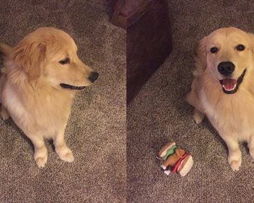 Internet Goes Wild For These Before And After Photos Of Pets Being Called “Good Boy”