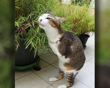 Meet Able, The Two-Legged ‘Kangaroo Cat’ Who Stole Everyone’s Hearts