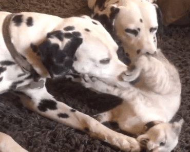 Kitten Antagonizes Extremely Patient Dalmatian Couple