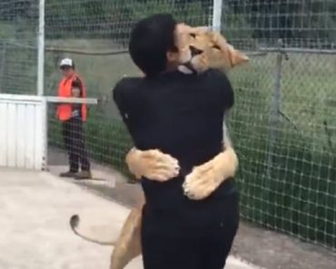 Lioness Touching Reunion With The Man Who Adopted Her