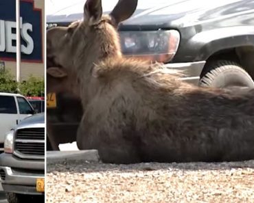 When A Moose Collapses In Parking Lot, People Realize She’s In Labor