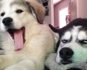 This Dog’s Reaction When They Bring Home A New Puppy Is Hilarious
