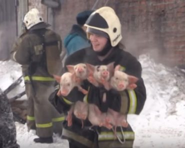 150 Piglets Saved By Russian Firemen
