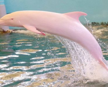 Louisiana Boaters Capture Rare Sight Of A Pink Dolphin