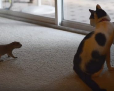 Prairie Dog And Cat Have An Unusual Relationship