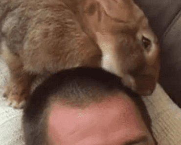 Giant Rabbit Gives Owner “New Haircut”