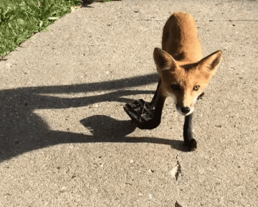 Residents Work Together To Save Young Fox Injured In Rat Trap