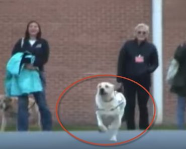 The Emotional Reunion Between A Service Dog And His Trainer At Correctional Facility