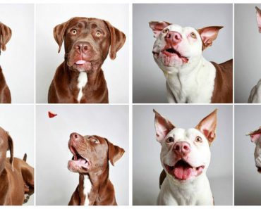 Dogs Modeling For The Camera In Hopes Of Being Adopted